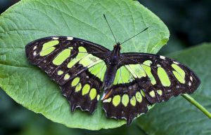 800px-Green_butterfly_on_green