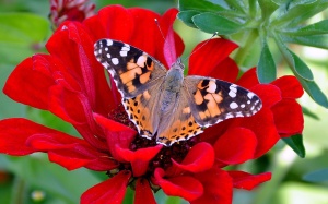 Butterfly-Red-Flower-1920x1200