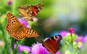 sweet-butterfly-and-flower-wallpapers